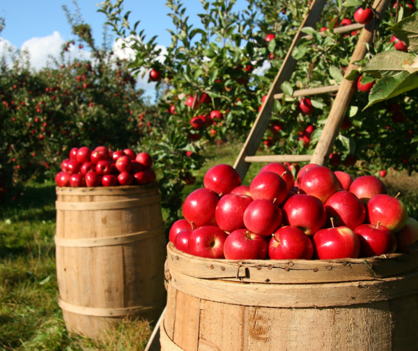 apples